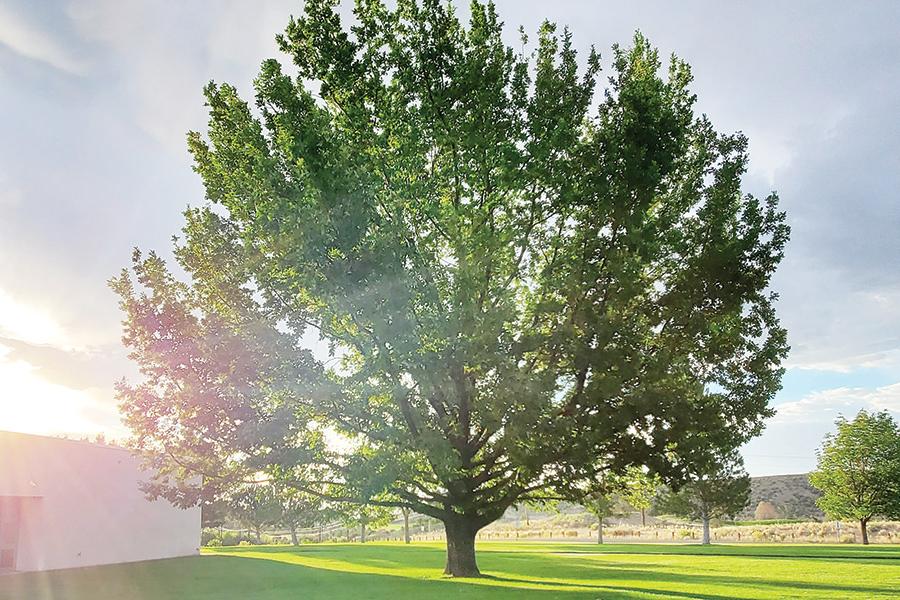 Standing tall and strong in late afternoon light, is the English Oak tree Bill Hatch donated to SJC 29 years ago. The tree is located next to the Henderson Fine Arts Center.