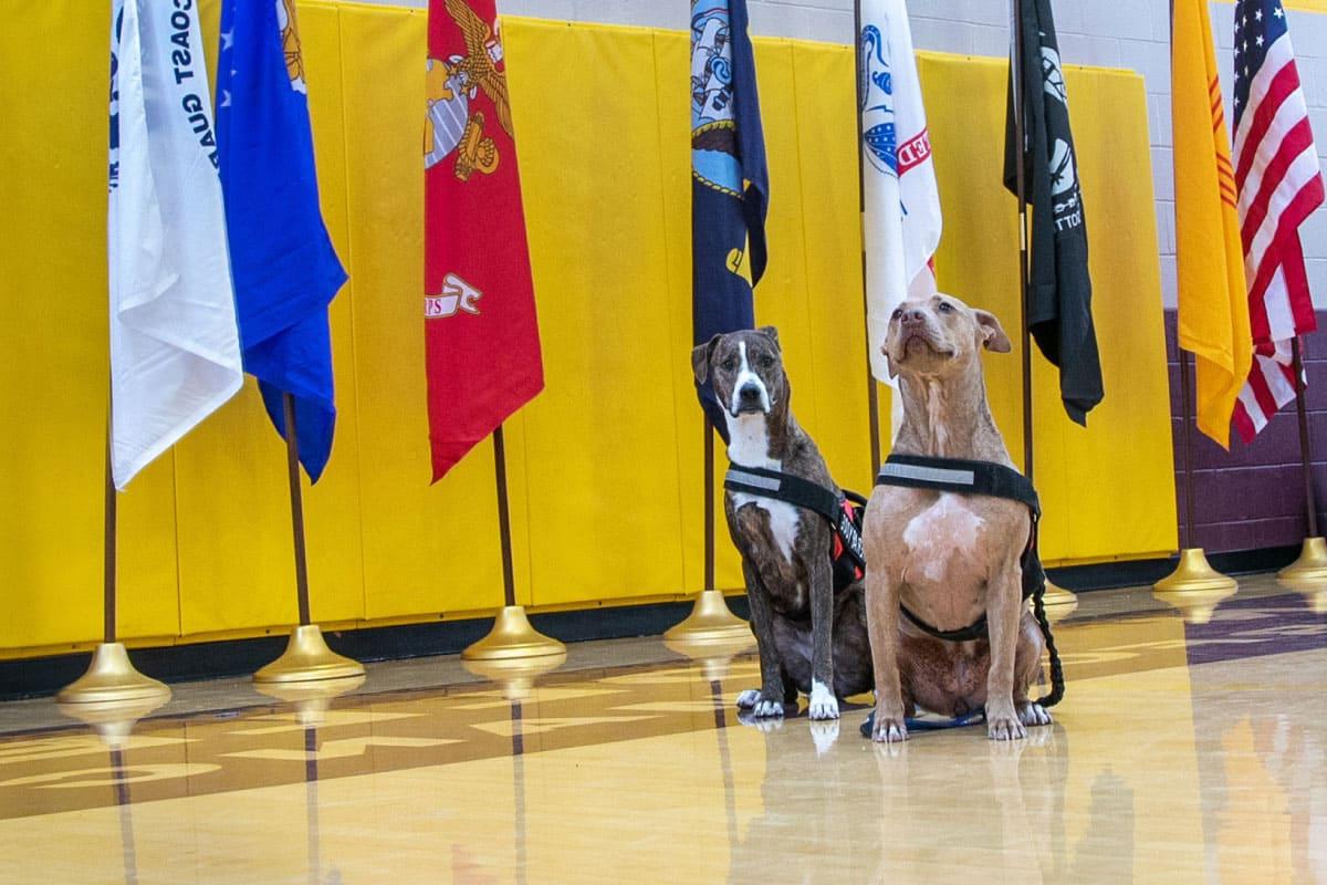 两只SJC退伍军人的狗参加了2022年的活动